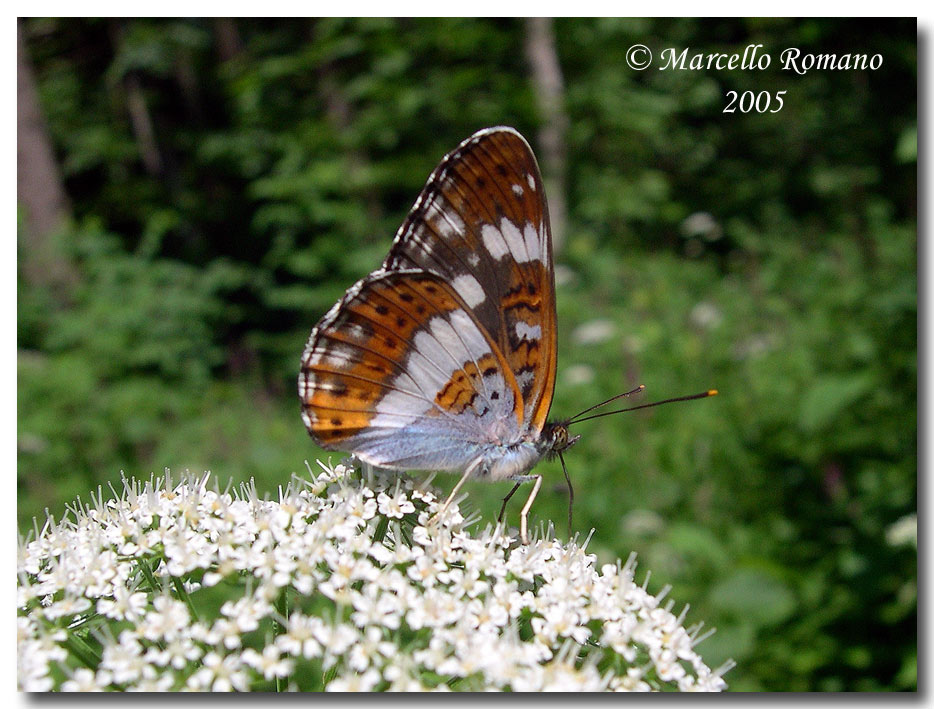 Limenitis camilla (Nymphalidae) dal Friuli